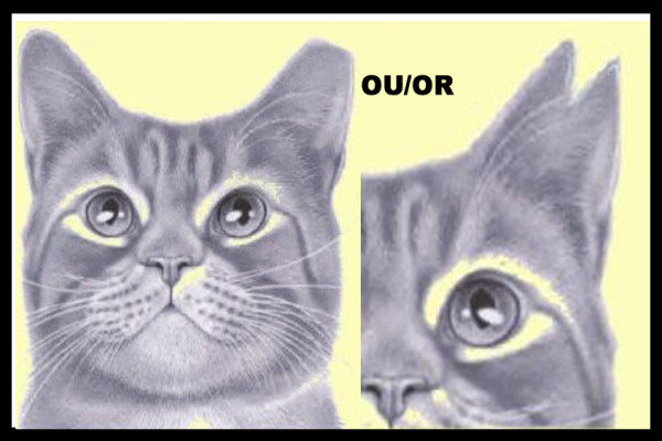 chats avec l'oreille gauche taillée le bout ou en triangle, CSRM, Ami-Chat Éthique Féline St-Colomban