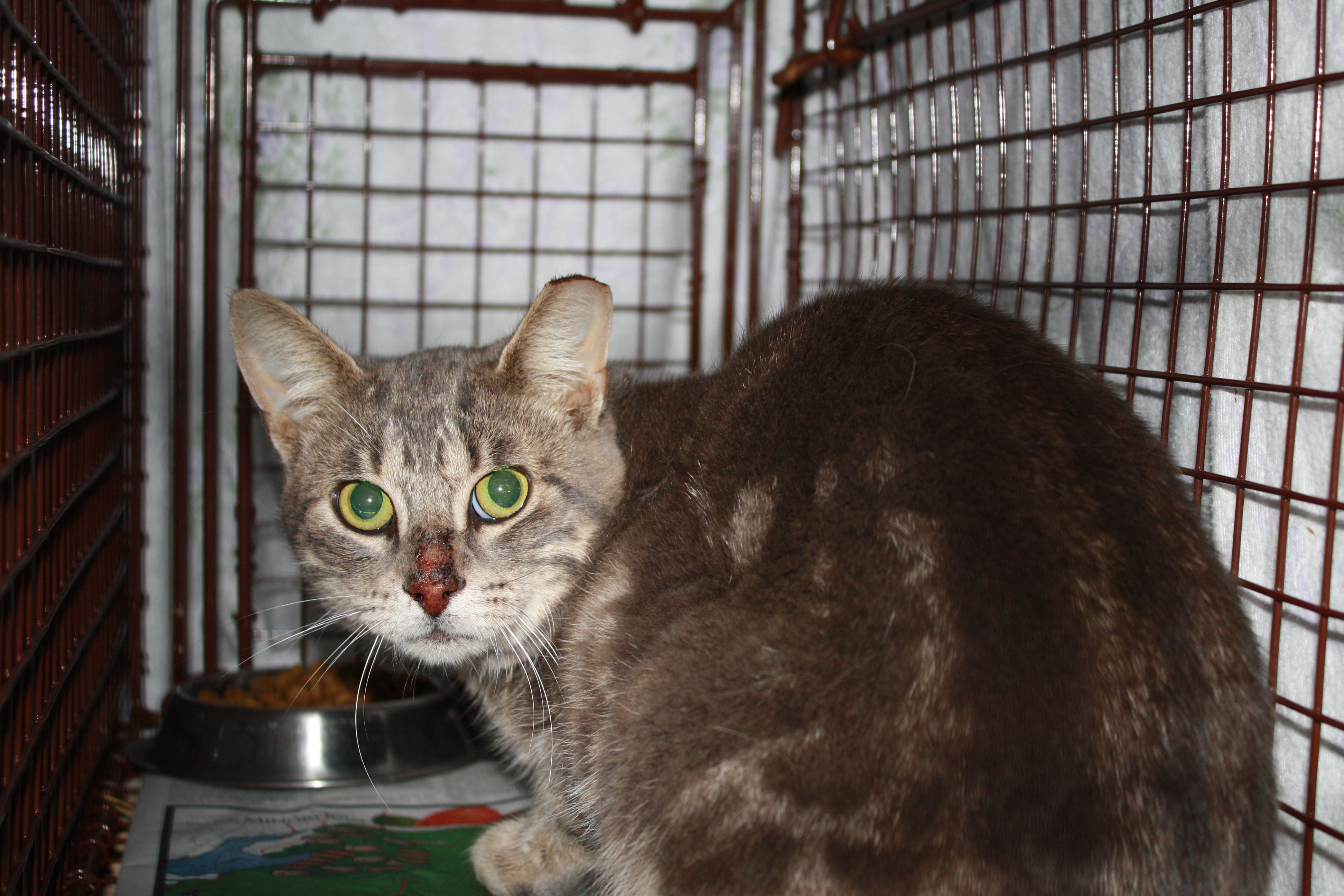 chats avec l'oreille gauche taillée, CSRM, Ami-Chat Éthique Féline St-Colomban