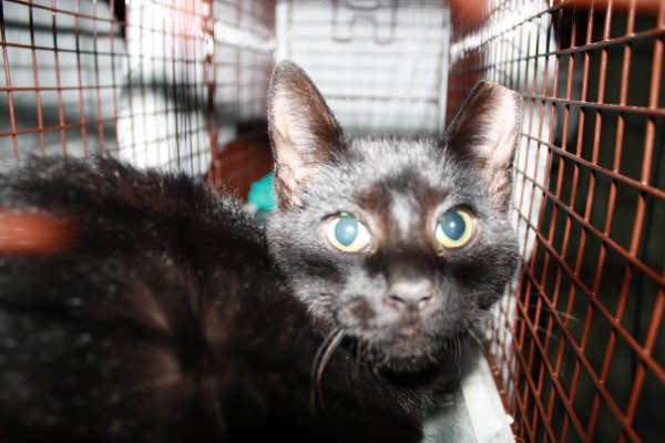 Ces chats ont eu l’oreille légèrement entaillée. Il s’agit d’une modification chirurgicale servant à identifier un chat qui vit en liberté et qui a été stérilisé.