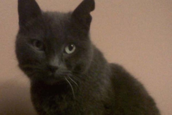 chats avec l'oreille gauche taillée en triangle, CSRM, Ami-Chat Éthique Féline St-Colomban